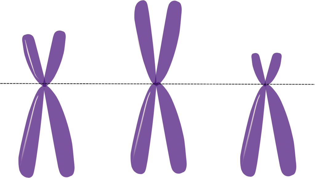 cromosomi X Y