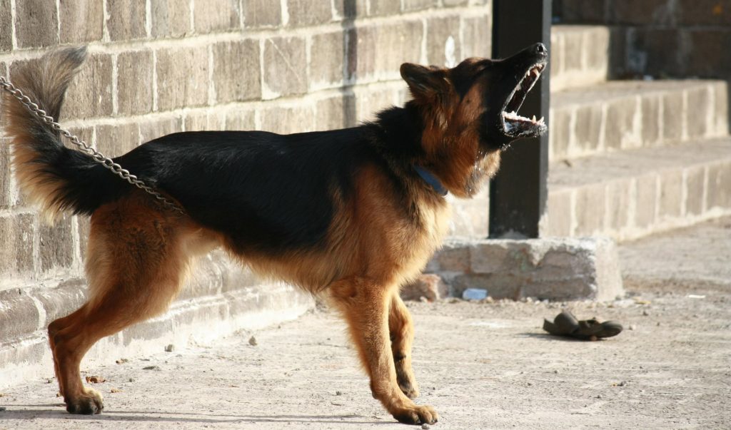 cane