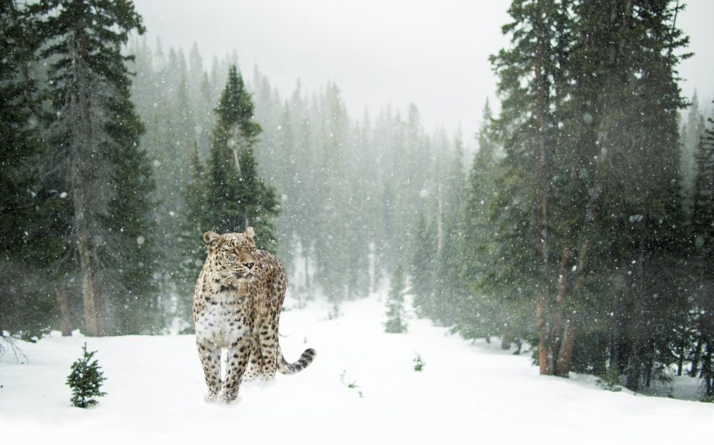 leopardo