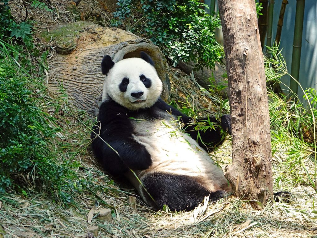 animali