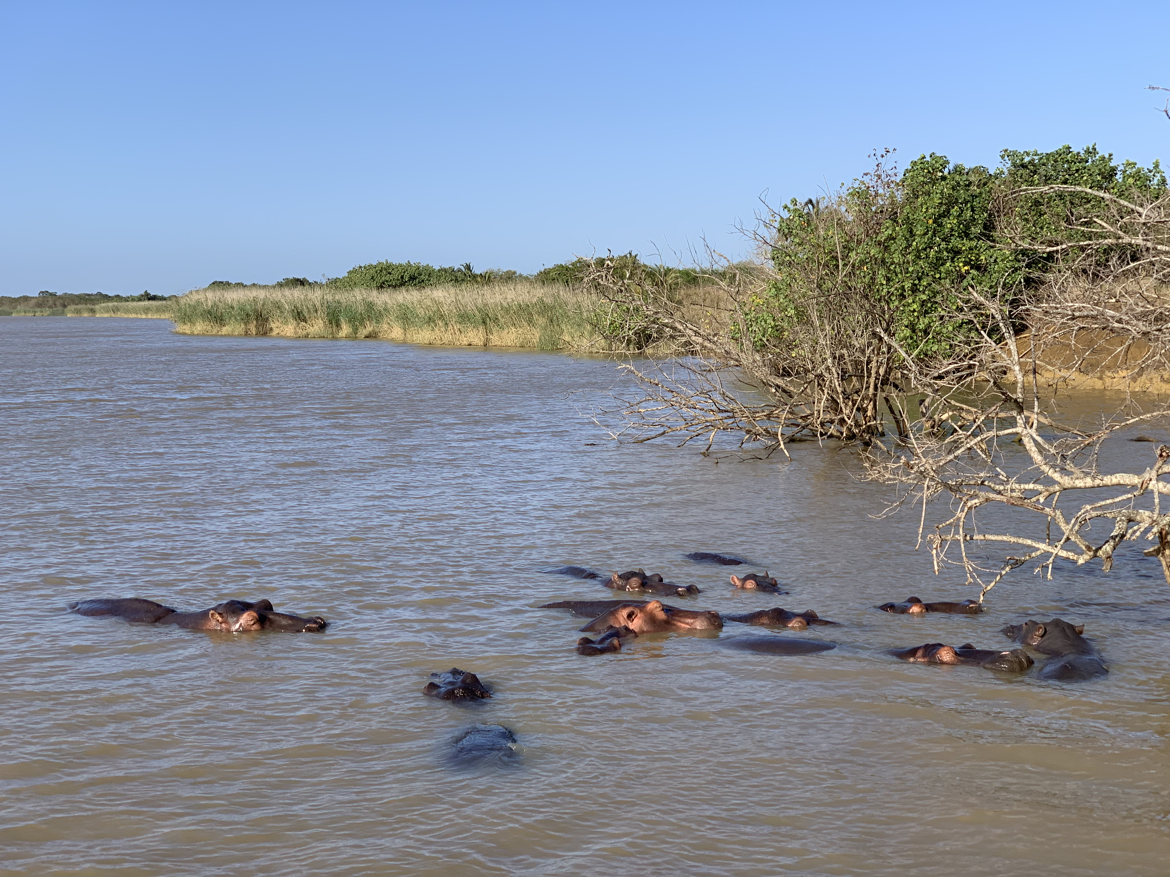 ippopotamo