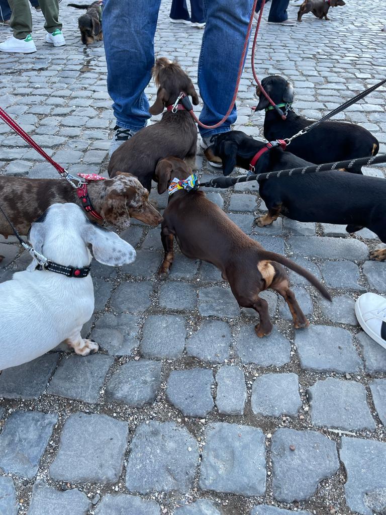 La 'Sausage Walk' per le vie di Roma, divertente invasione dei cani