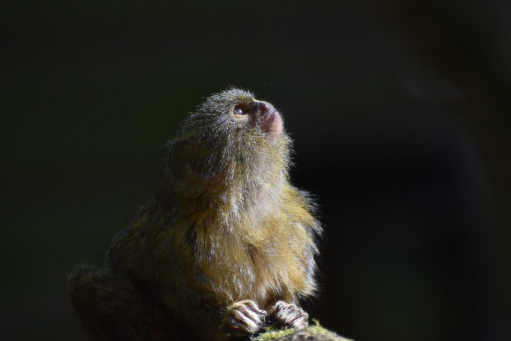 Marmoset pigmeo