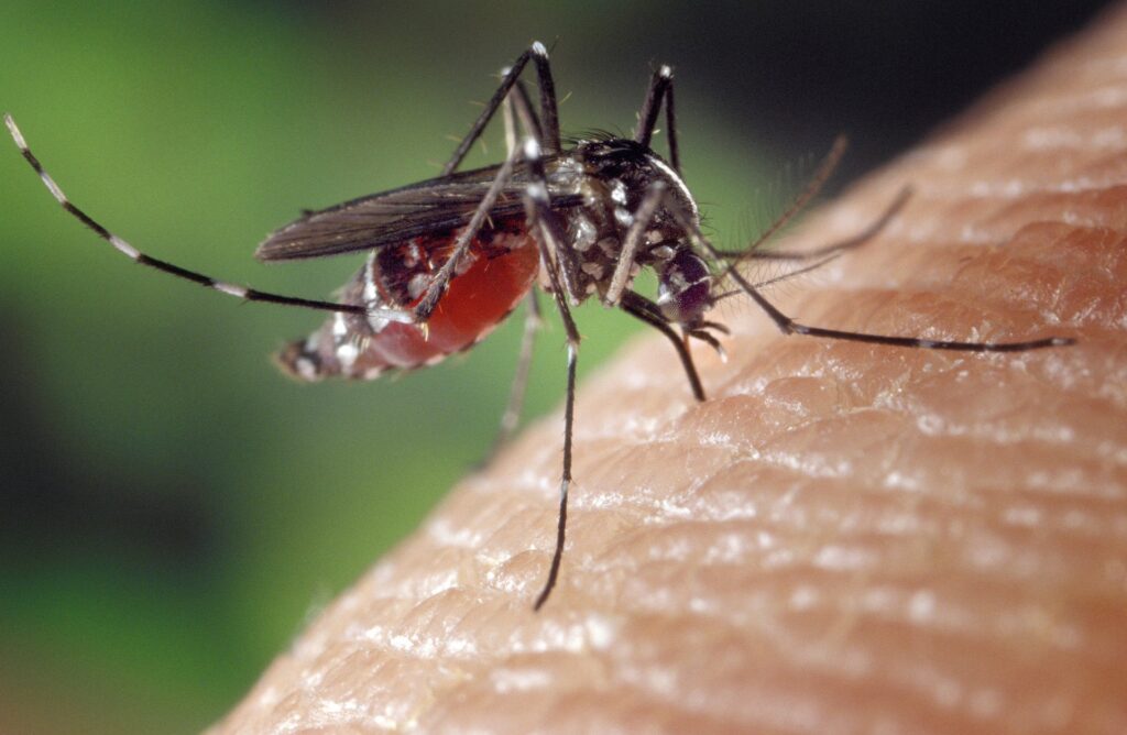 West Nile Virus